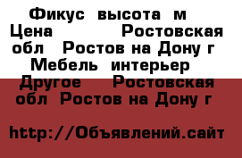 Фикус, высота 1м. › Цена ­ 3 000 - Ростовская обл., Ростов-на-Дону г. Мебель, интерьер » Другое   . Ростовская обл.,Ростов-на-Дону г.